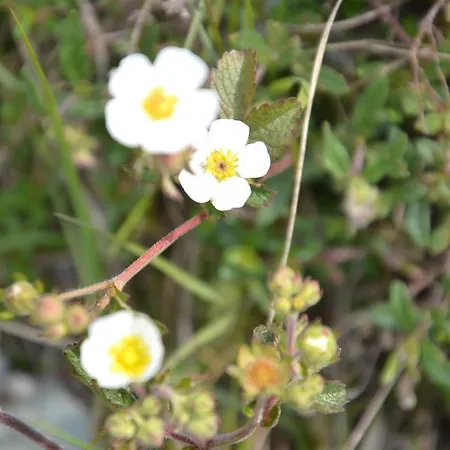 Gladerhof Zwickenberg