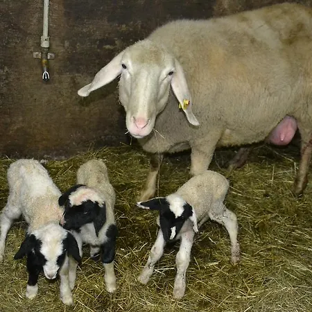 Gladerhof * Zwickenberg