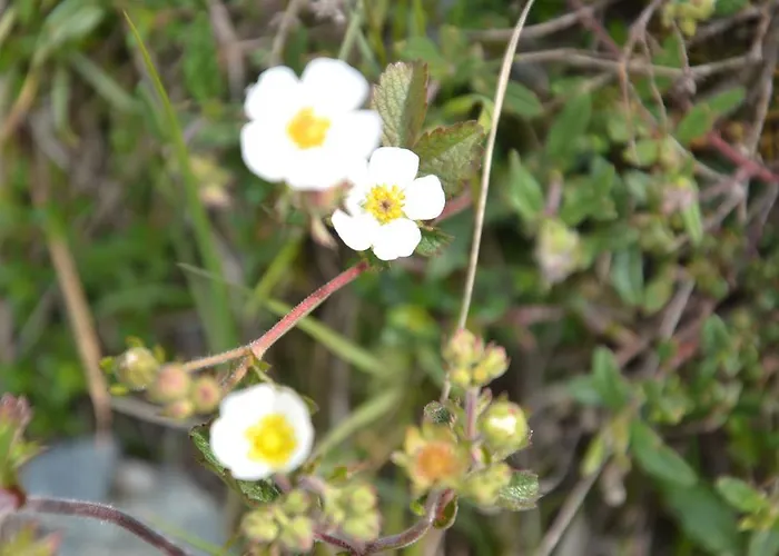 Gladerhof Zwickenberg