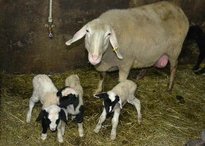 Gladerhof * Zwickenberg